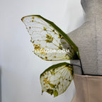 Green yellow forest butterfly fairy wings for cosplay photoshoot and costume