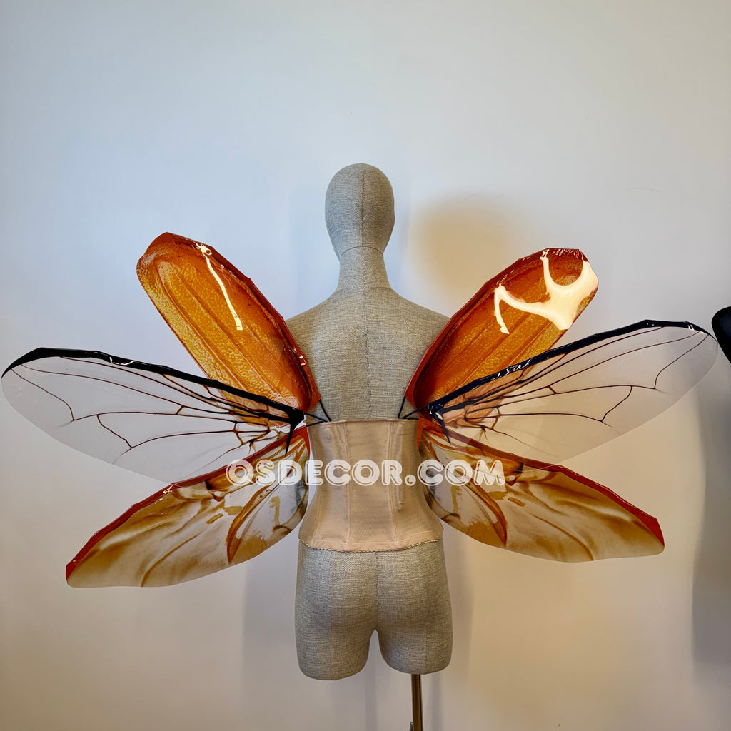 May Bug Chafer Wings