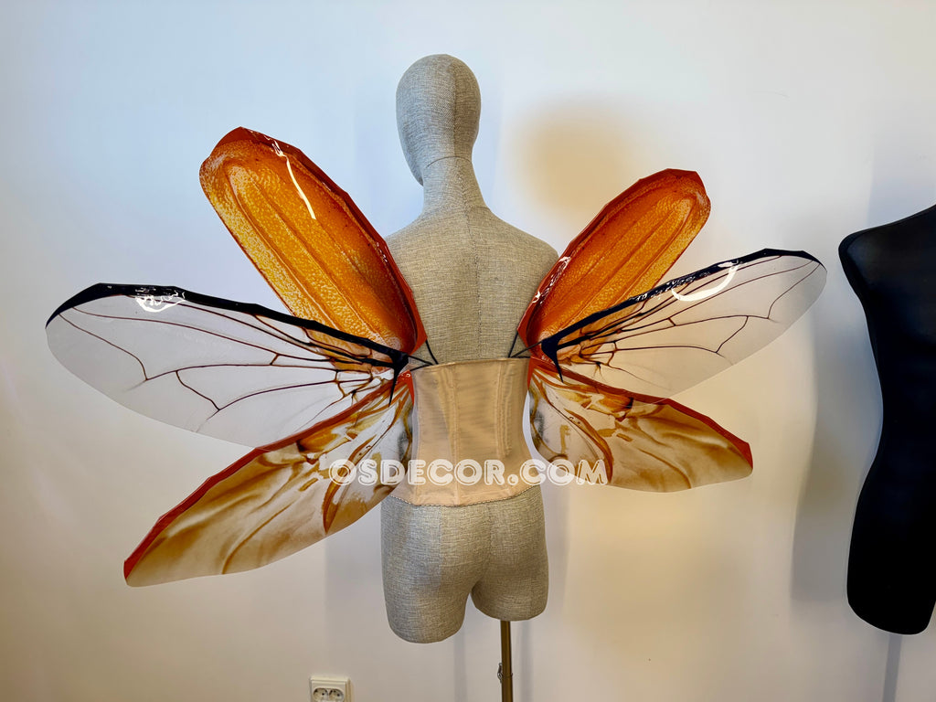 May Bug Chafer Wings