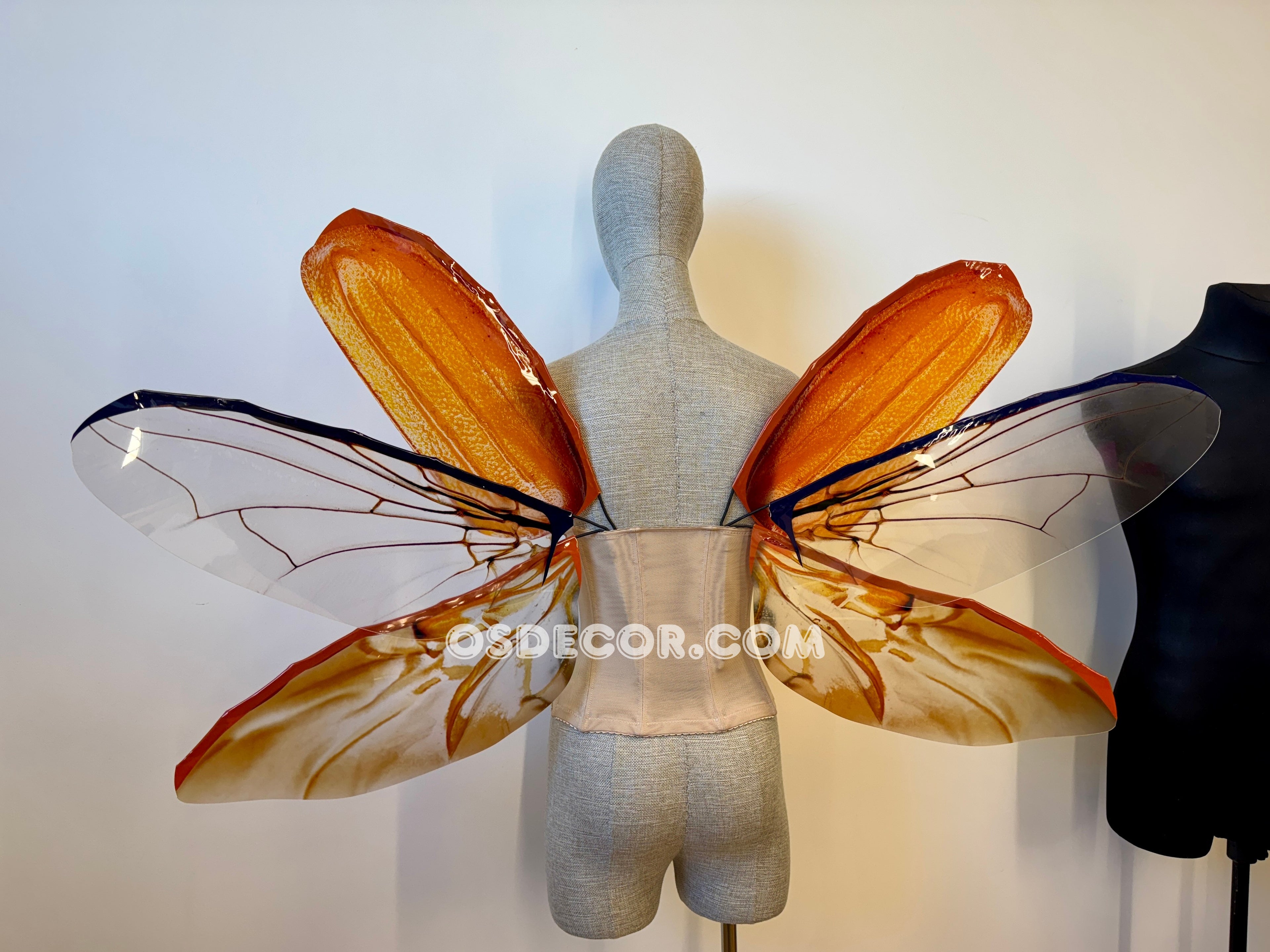 May Bug Chafer Wings