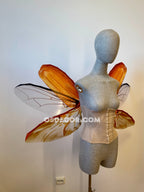 May Bug Chafer Wings