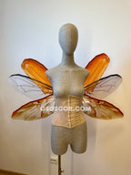 May Bug Chafer Wings