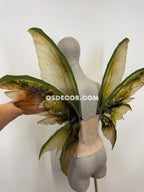 Green Brown Fairy Wings