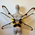 Yellow Brown Bug Fairy Wings