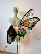 Green Orange Black  Butterfly Fairy Wings